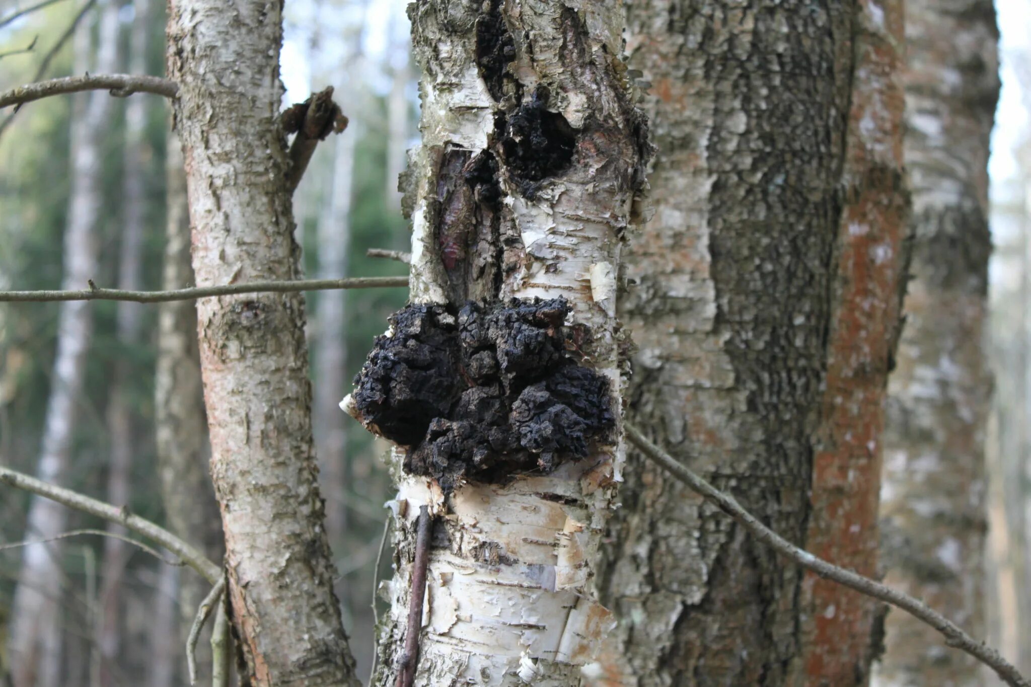 Чага березовая черная. Мактабгача таълим вазирлиги логотип. Чага березовая. Фиточай от чаги березы. Чага.