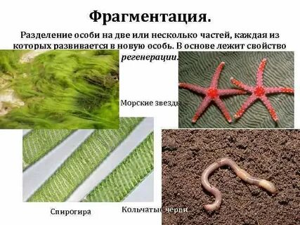Фрагментация