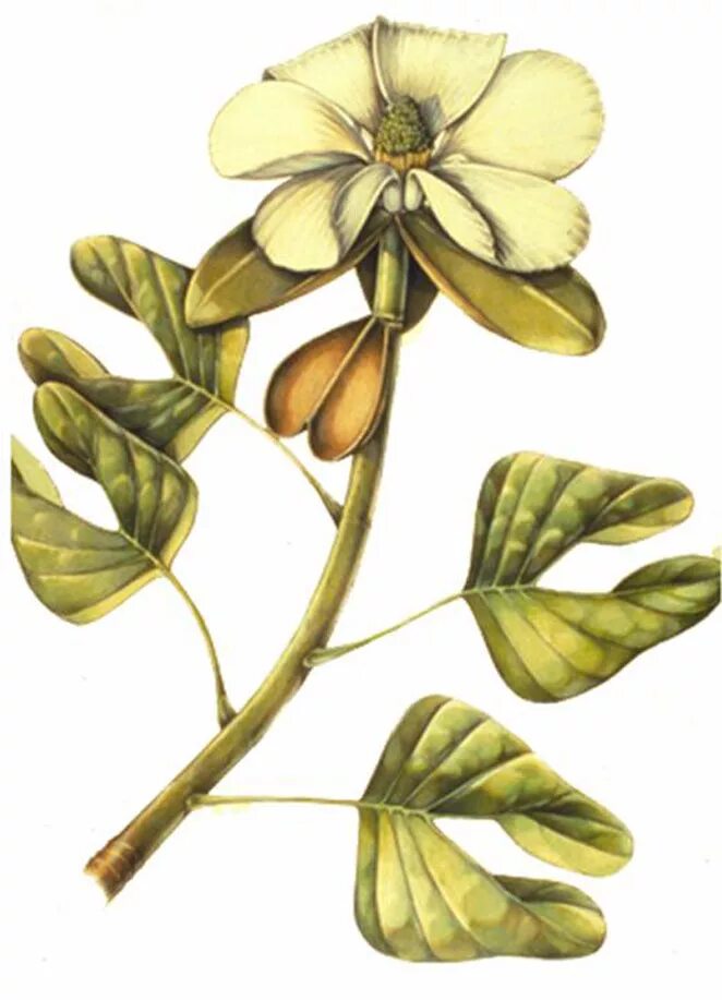 Archaeanthus. Archaeanthus linnenbergeri.