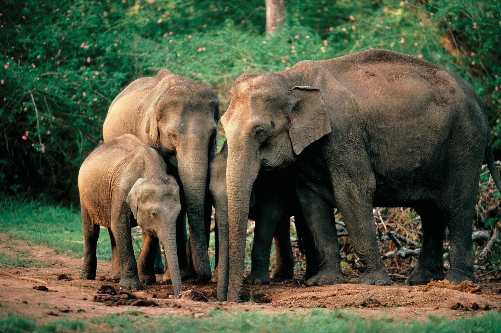 Обитатели индийского. Всемирный день слонов (World Elephant Day). Всемирный день слона 12 августа. Животные Индии. Дикие животные Индии.