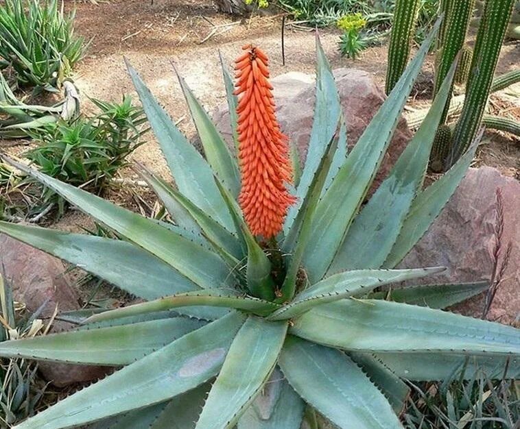 Aloe Ферокс. Алоэ древовидное (Aloe arborescens). Алоэ Агава. Алоэ Ферокс растение. Агава особенности растения