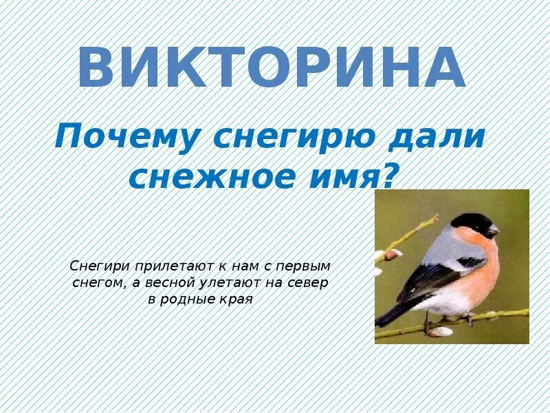 Почему птицы наши друзья. Птицы наши друзья. Птицы наши друзья презентация. Проект на тему птицы наши друзья. Птицы наши друзья проект презентация.