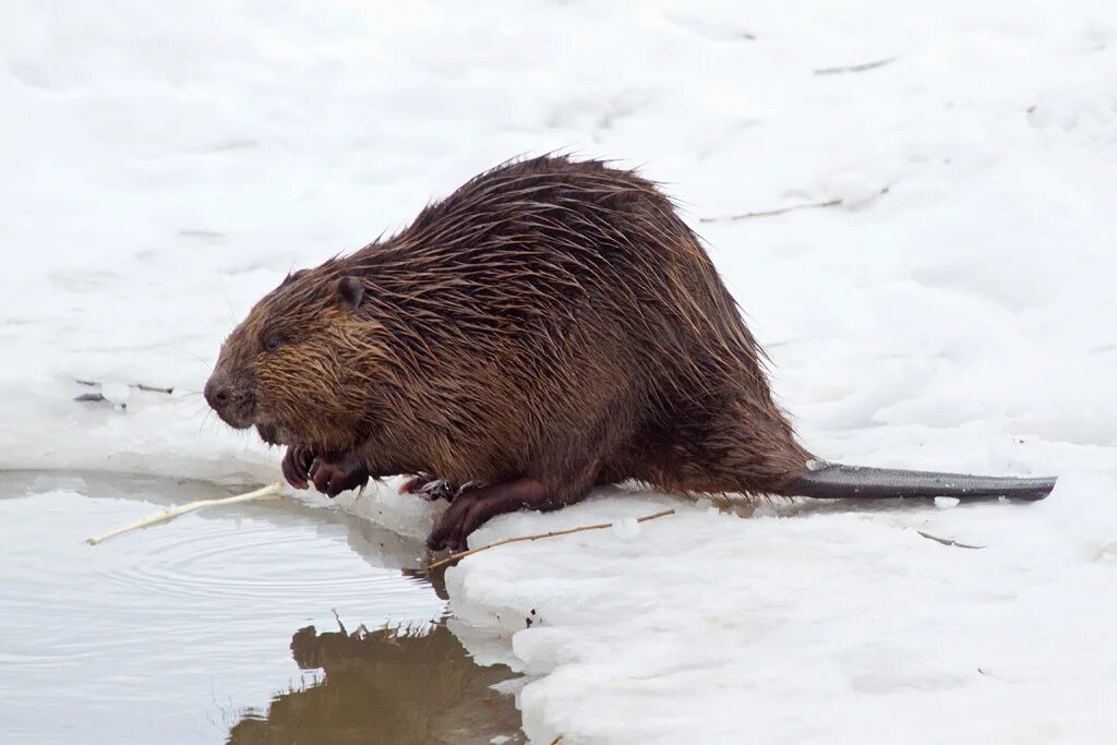 Бобры в марте. Канадский Бобр (Castor canadensis). Бобр Речной обыкновенный. Речной Бобр Западносибирский подвид. Речной Бобр зимой.