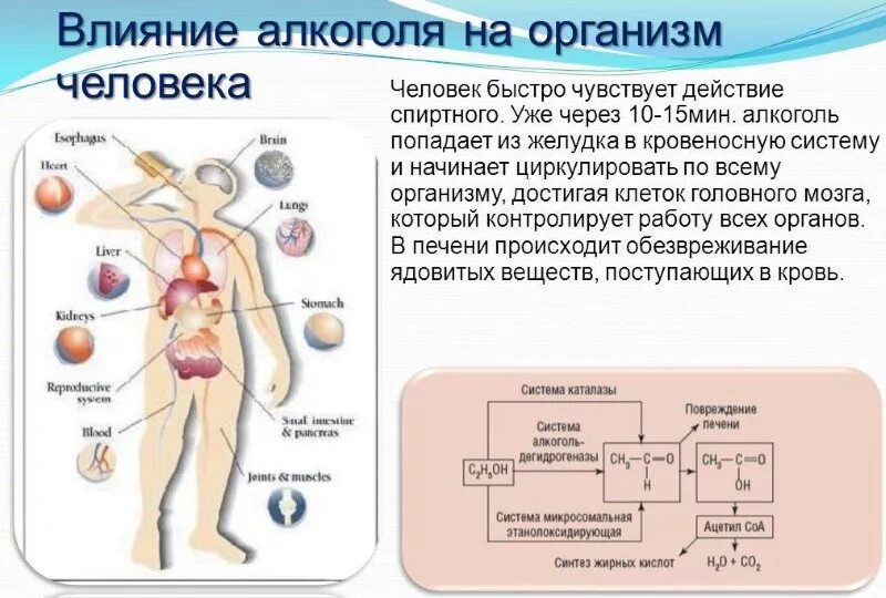 Распад органов. Влияние этанола на органы.