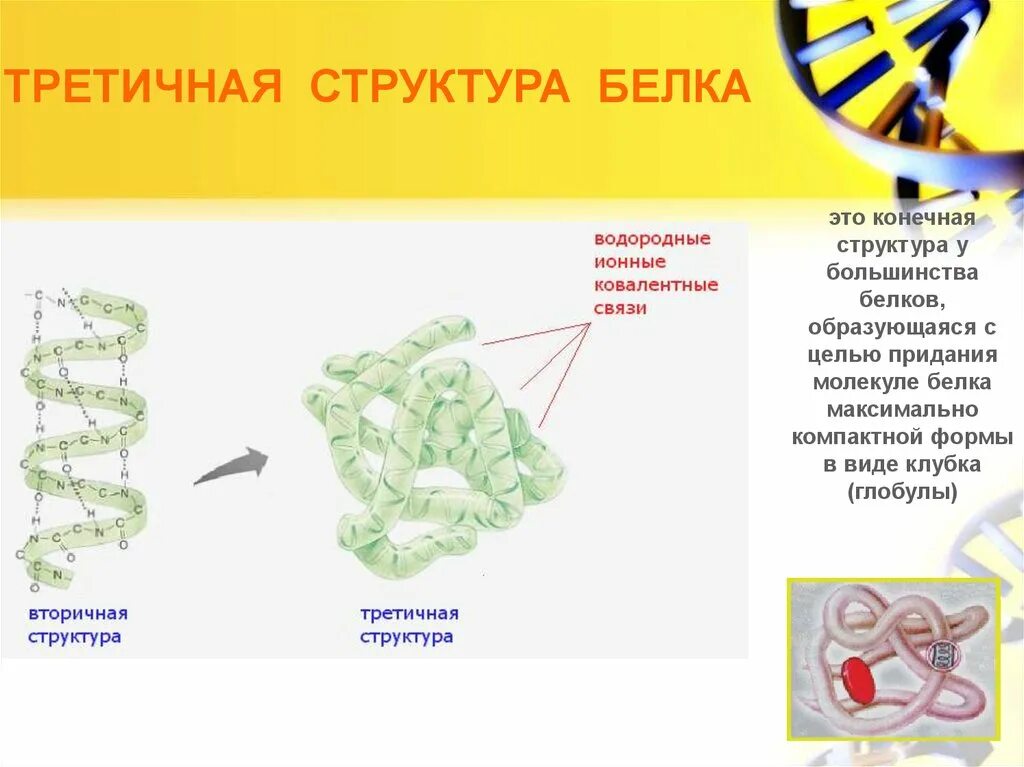 Что делают структурные белки. Третичная структура молекулы белка. Водородные связи в третичной структуре белка. Белок третичная структура. Структура молекулы белка в форме глобулы.