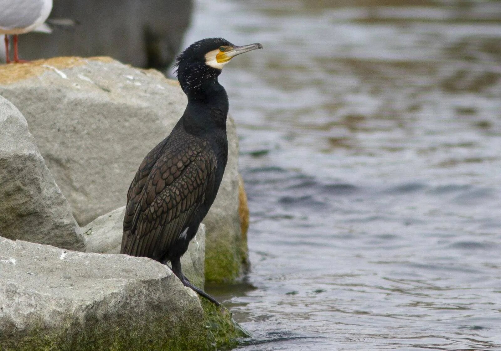 Нырок Черноморский Баклан. Большой Баклан Phalacrocorax Carbo. Баклан Балтийский. Чайка Баклан Крымский.