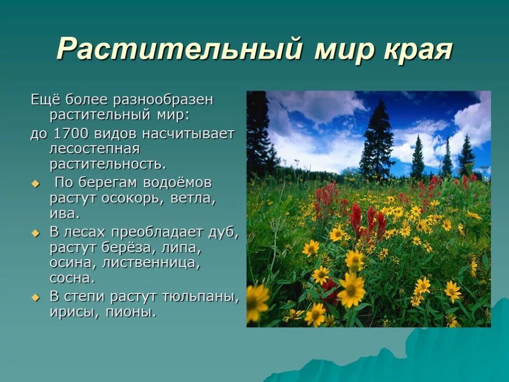 Красота родного края рассказ. Растительный мир Саратовской области. Растительный мир родного края. Растительность Саратовской области кратко. Растительный мир презентация.