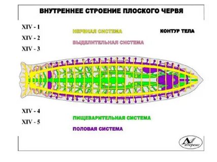 Какой покров тела у плоских червей