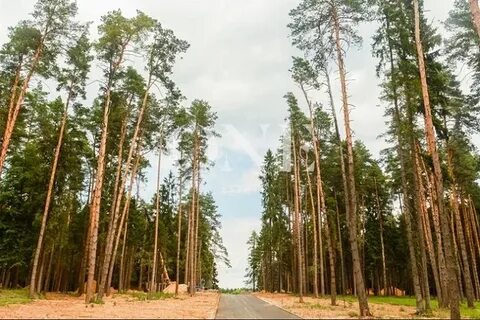 Дмитровские леса