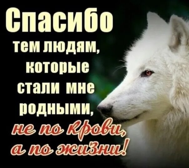 Родной человек. Родной а не родная. Берегите родных людей стихи. Высказывания про родственников. Родной а не родная.