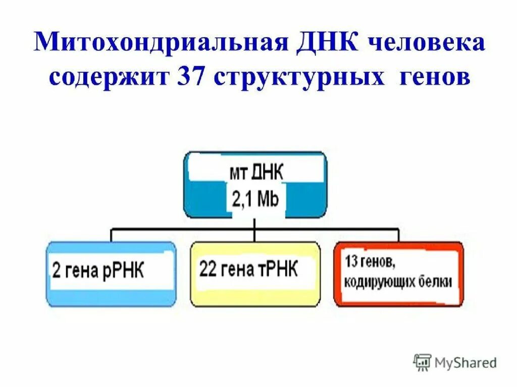 Строение митохондриальной ДНК человека. Строение митохондрии с ДНК. Митохондриальная ДНК функции. Митохондриальная РНК функция.