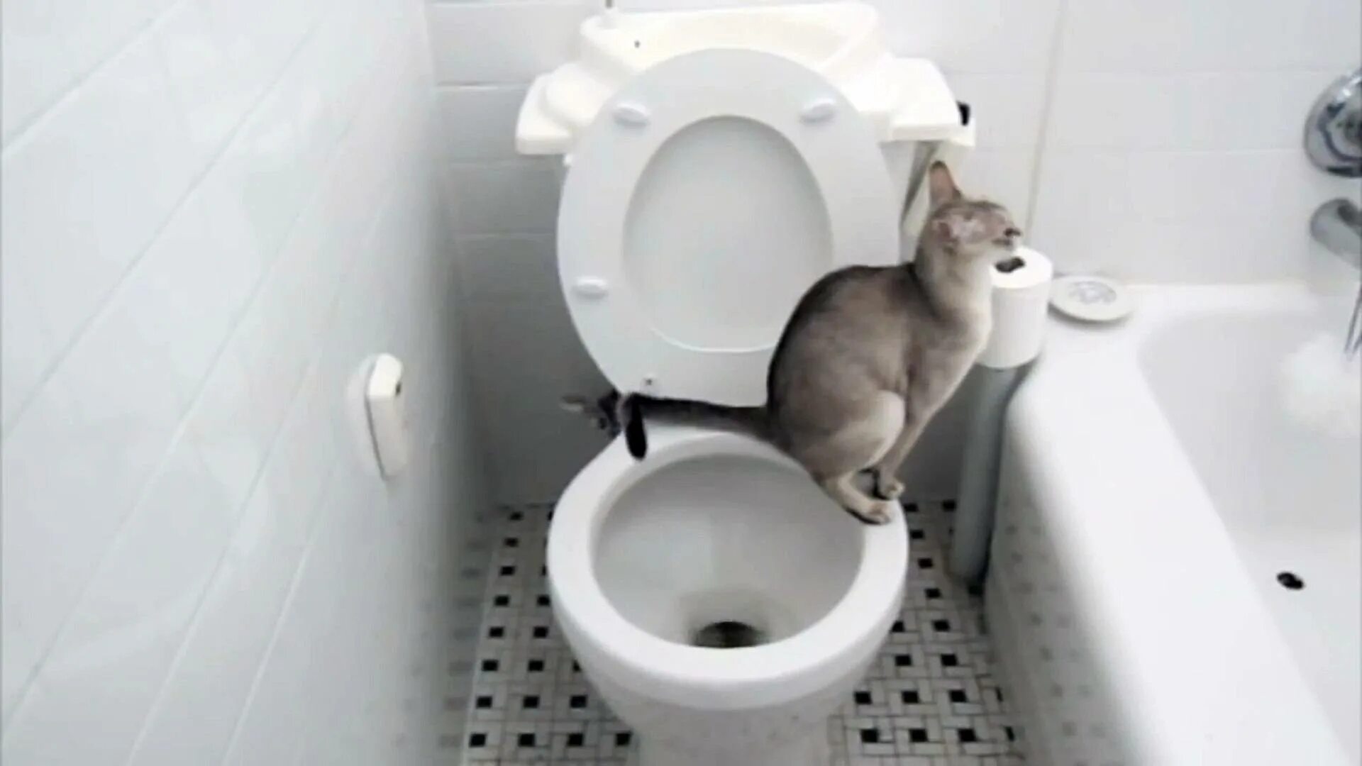 Котенок мяукает туалет. Кот на унитазе. Приучение кота к унитазу. Туалет для кошек. Кот в туалете.