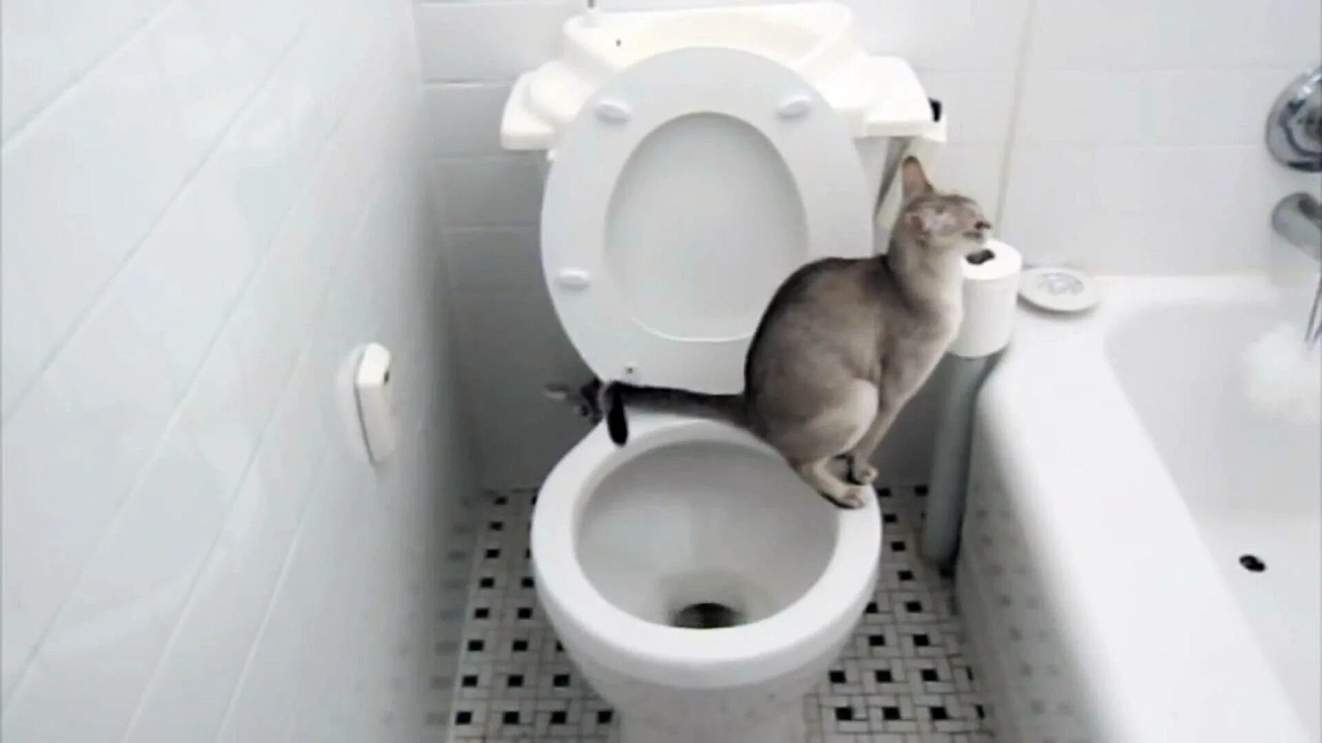 Котенок ходит в туалет с кровью. Котёнок выглядывает из унитаза. животные ходят в туалет. кот провалился в унитаз. кот провалился в туалет.