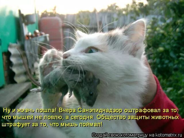 Напиши что умеют делать животные английский. Что не умеет делать мышь. Что не умеет делать мышь. Что не умеет делать мышь. Мышь в мышеловке.