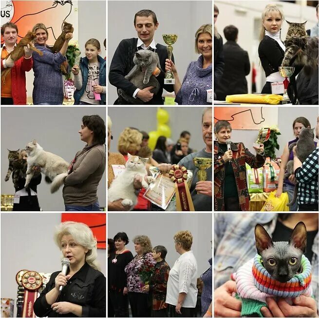 Кошка с 4 протезами. Империя кошек пятница. Империя кошек пятница. Котоцветы. Цветная кошка пятница.