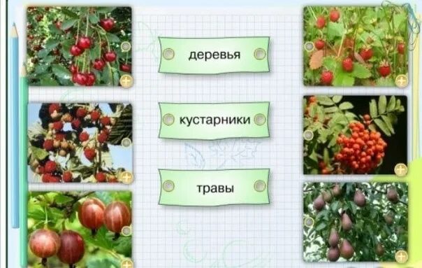 Природное сообщество сад. Ландшафт пришкольного участка. Природное сообщество сад. Природное сообщество сад. Сообщество садов.