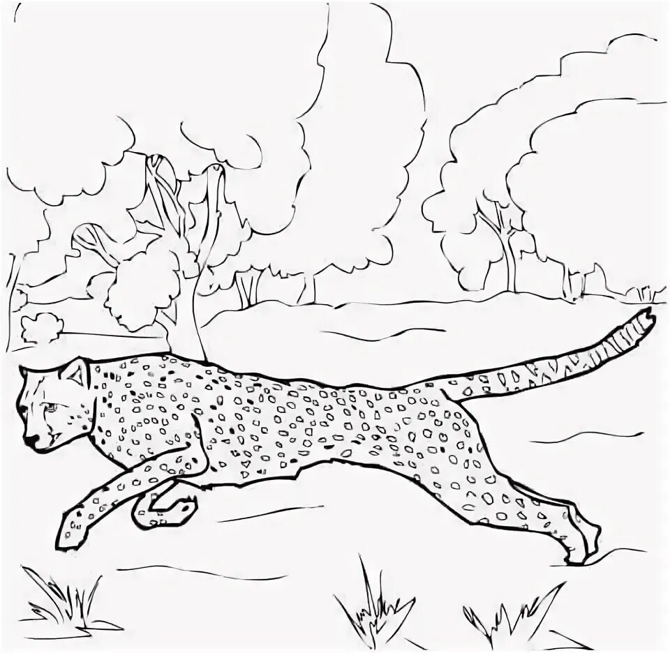 Раскраска гепард для детей распечатать раскраски Cheetah Coloring Page for Kids Free Cheetah Printable Coloring Pages Online fo