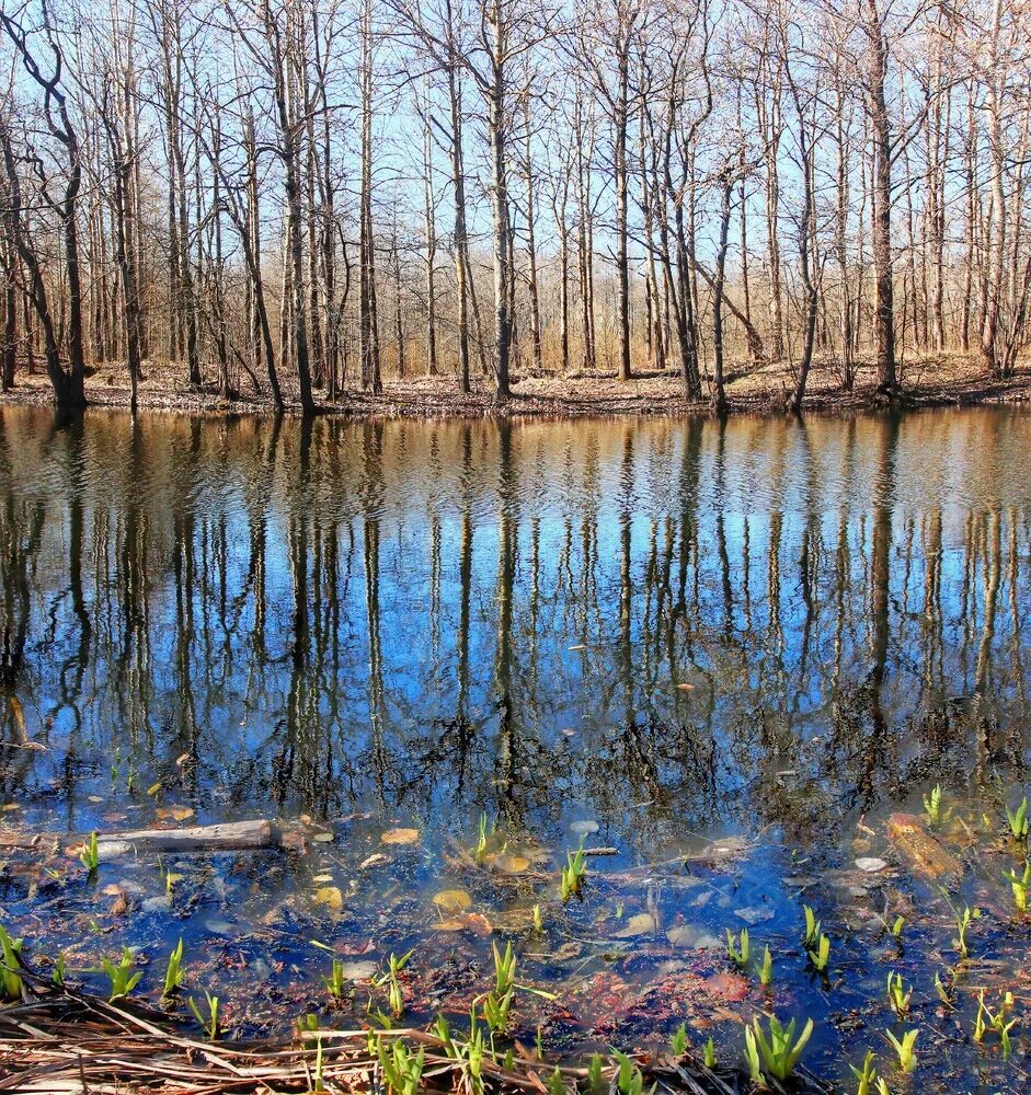 Деревья отражаются в воде. Болото туман. Одинокое дерево в воде. Деревья стоят в воде. Деревья стоят в воде.