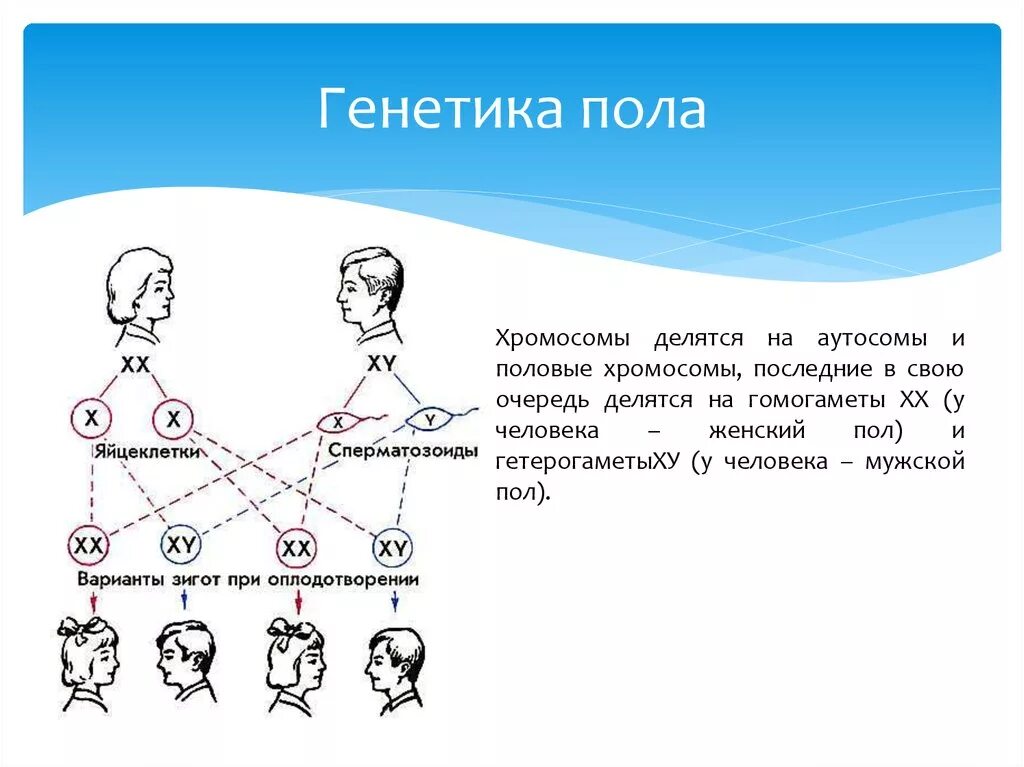 Сколько генов у мужчин