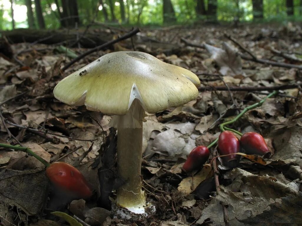 Бледная поганка. Старая бледная поганка. Грибы пластинчатые поганки. Бледная поганка фото.