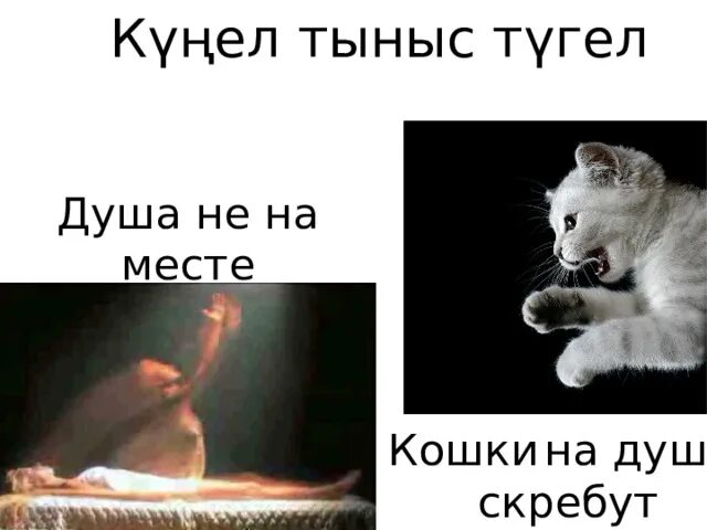 Кошки скребутся на душе значение