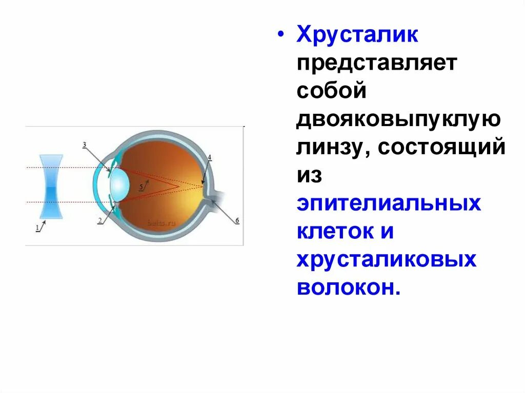 Какую форму имеет хрусталик. Хрусталик двояковыпуклая линза. Связки хрусталика функции. Цинновая связка хрусталика. Хрусталик представляет собой линзу.