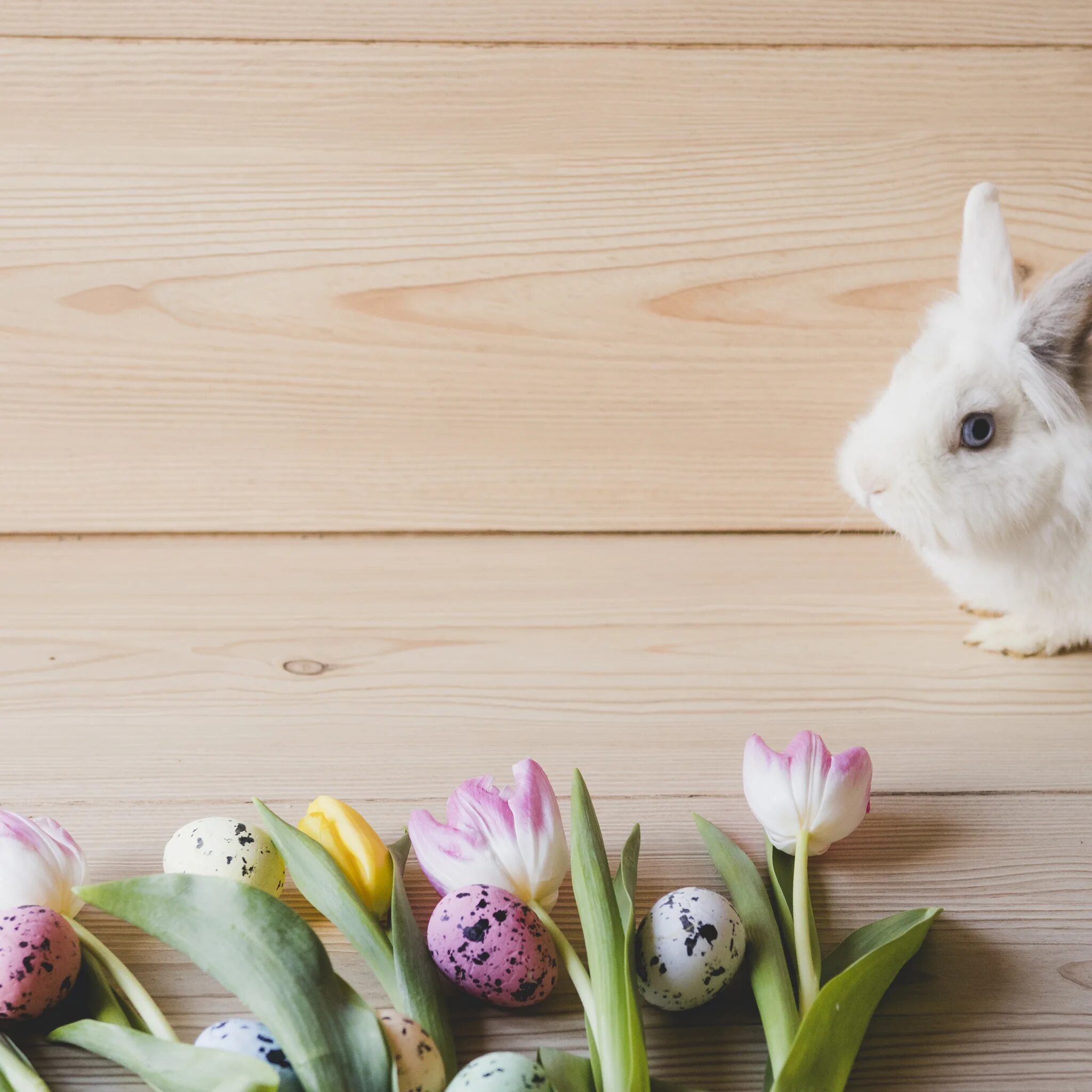 Spring rabbit. Spring rabbit