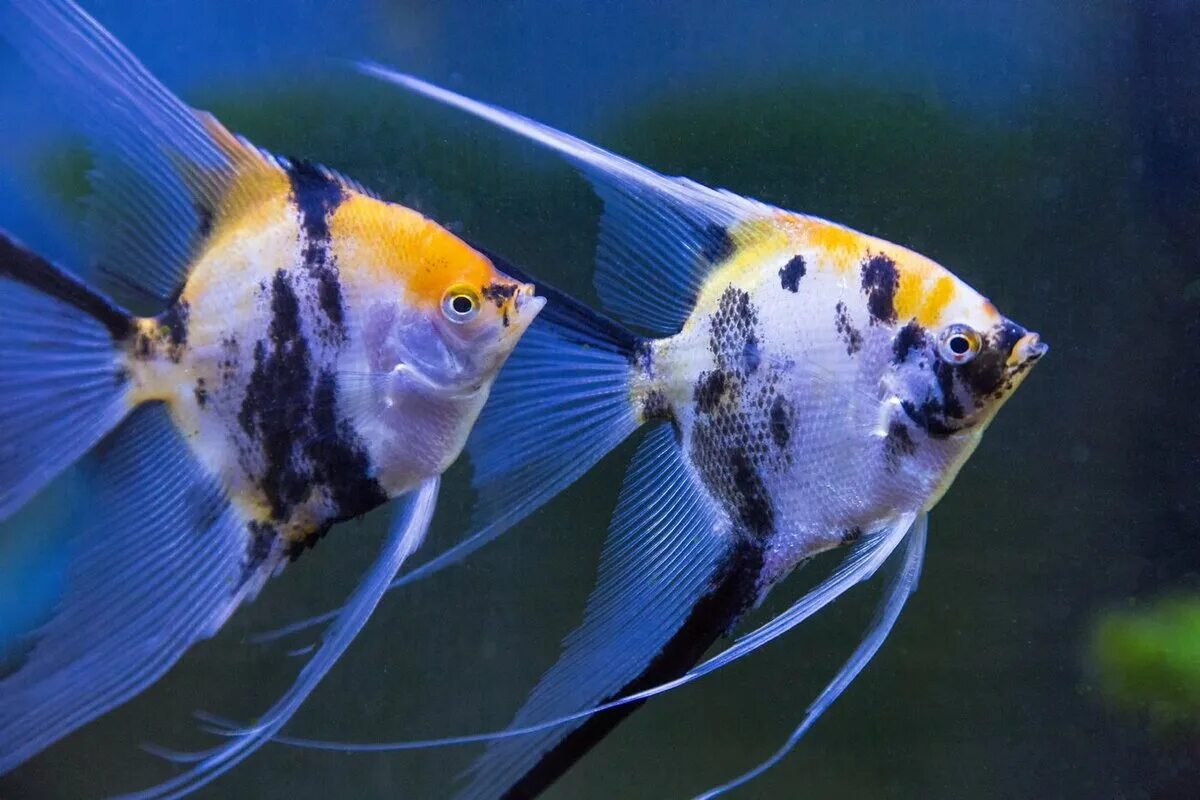 Скалярия. Скалярии аквариумные рыбки. Скалярии аквариумные рыбки. Берёзка рыбка. Скалярия мраморная аквариумная рыбка.