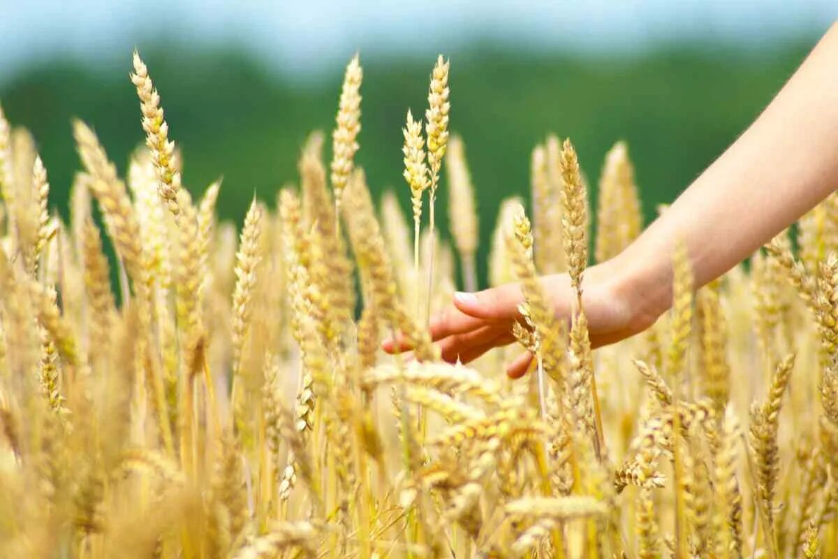 зерновые культуры сеют. овес это зерновая культура. левобережье саратовской области поля пшеницы. сельскохозяйственные культуры пшеница. посевной газон.