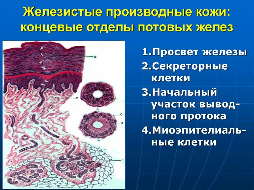 Строение и функции производных кожи. Концевые отделы потовых желез гистология. Секреторные отделы потовых желез. Концевой секреторный отдел потовой железы. Строение потовой железы гистология.