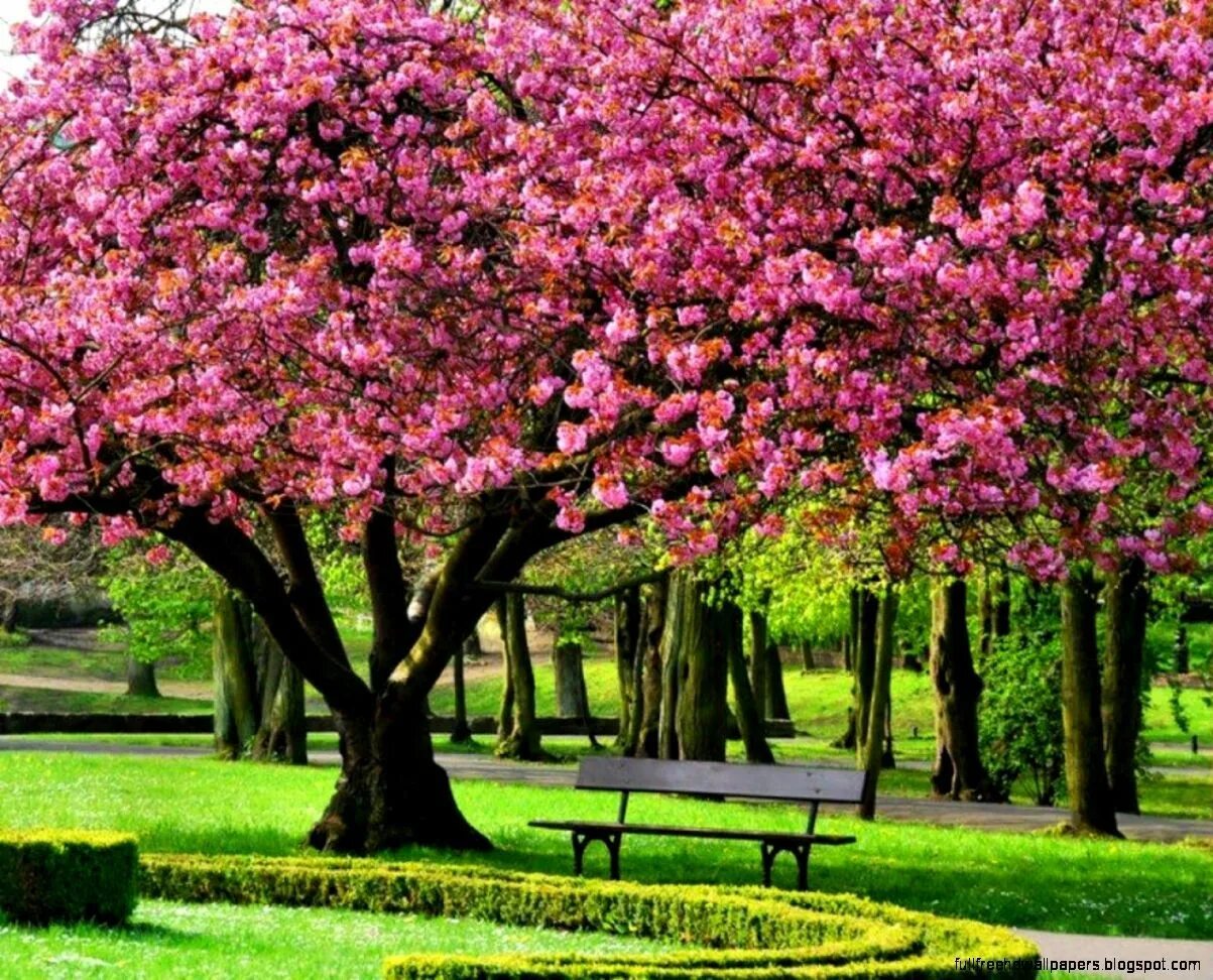 Spring trees