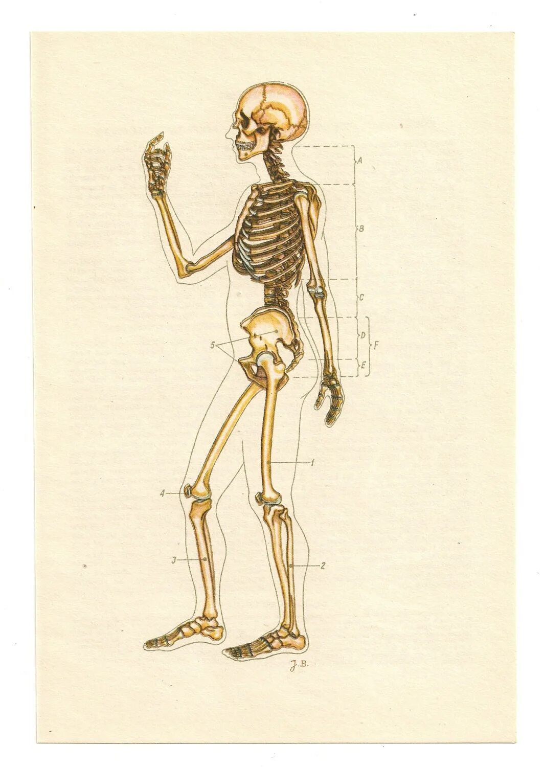 Череп с позвоночником. Скелет сбоку. Скелет сбоку. Скелет сбоку. Скелет.