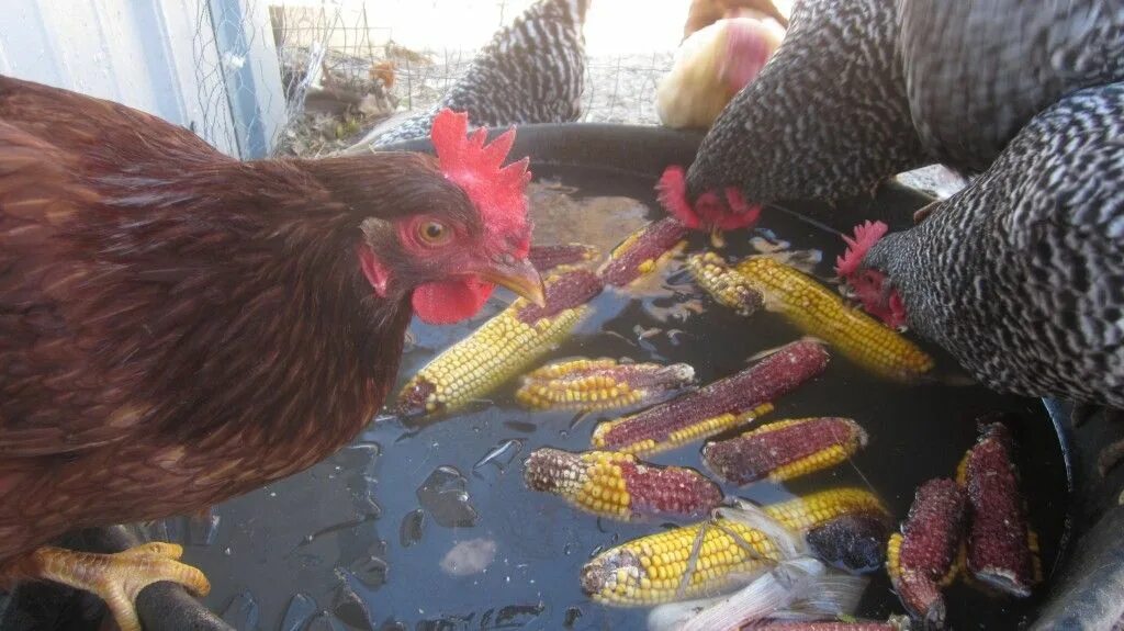 Куры можно кукурузы. Кукурузный цыпленок. Куры в курятнике с яйцами. Цыпленок с кукурузой. Курица выращенная на кукурузе.