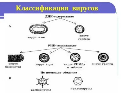 Днк содержащие вирусы примеры
