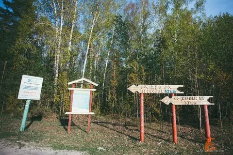 Кленовая гора лечение