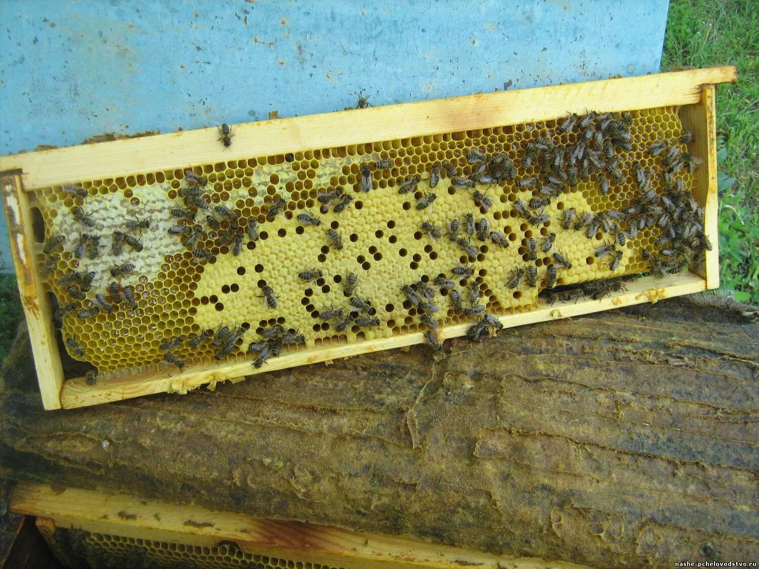 рамки пчел видео. пасека соты. пчелы в улье. пчелиный расплод. строительная рамка для пчел.
