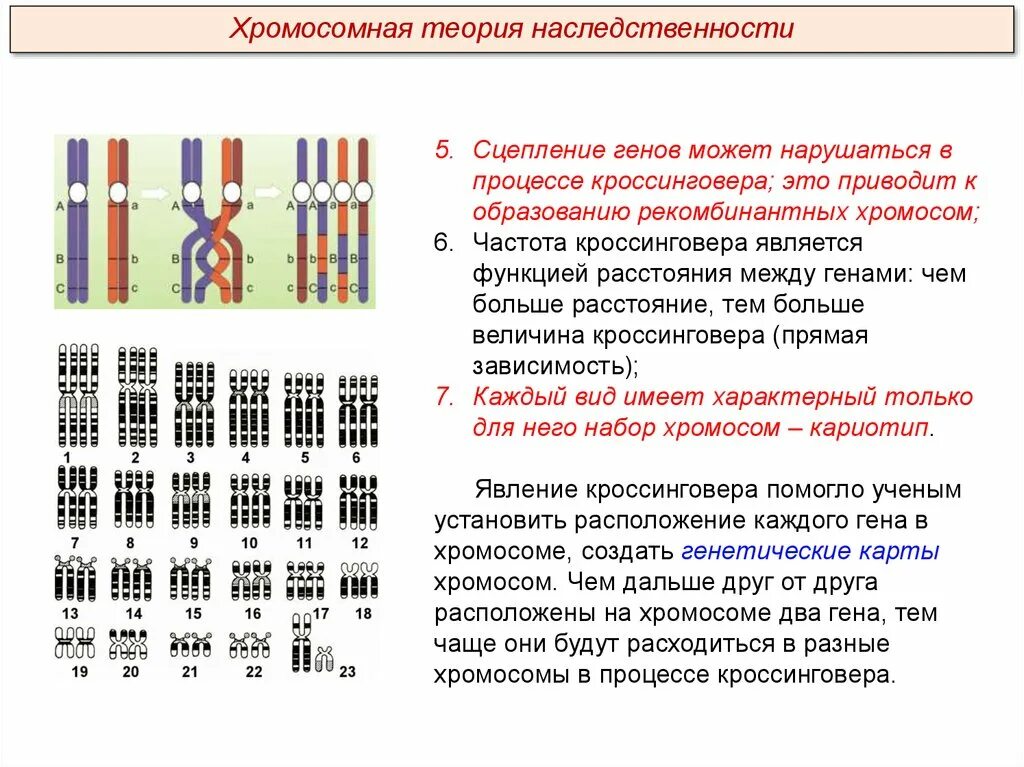 Кто имеет одинаковый набор генов. Генетические карты хромосом Моргана. Хромосомная теория наследственности схема. Схема расположения сцепленных генов в хромосоме в гаметах. Хромосомная теория Моргана сцепленные гены кроссинговер.