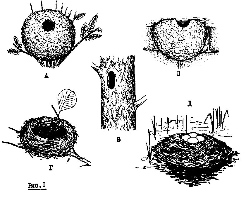 Типы гнездования птиц. Формы гнезд птиц. Гнезда разных видов птиц. Типы птичьих гнезд. Птица на гнезде схема.