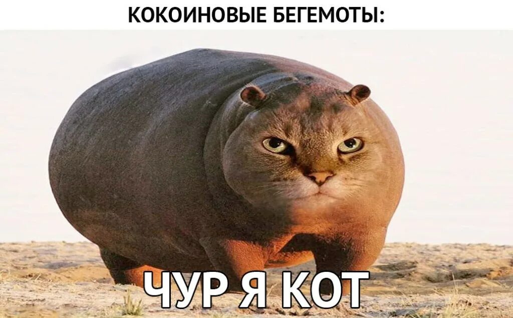 Мем бегемот. Бегемот мем. бегемот мемы.