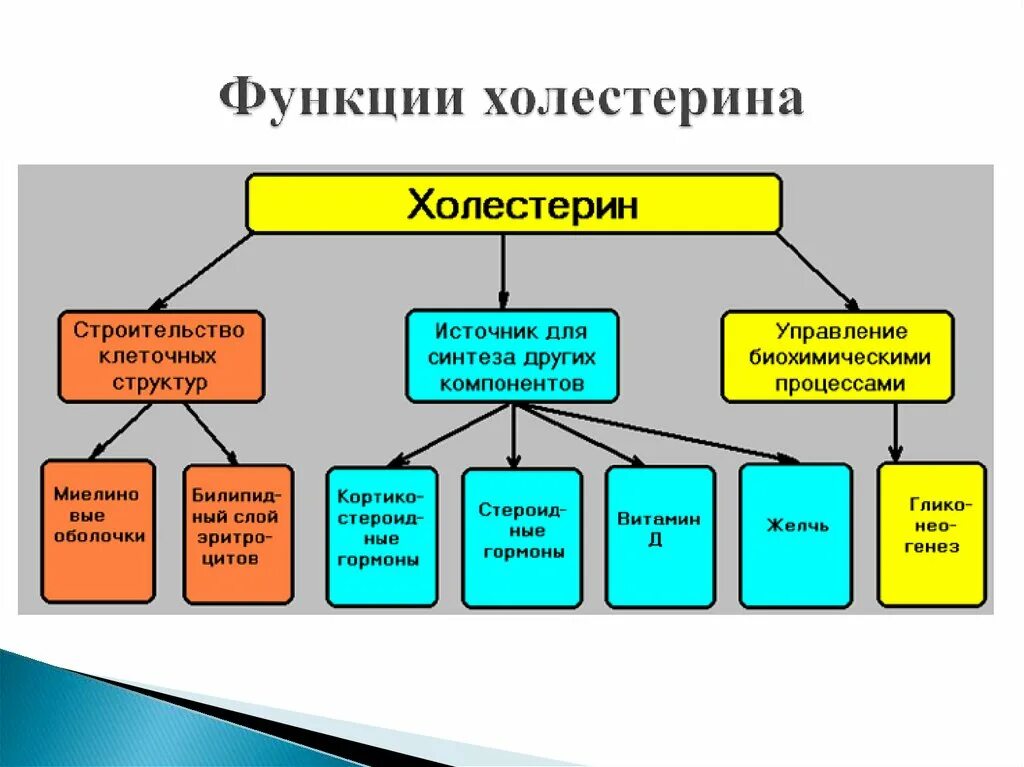 Биологическая роль холестерина. Функции холестерина. Функции холестерина в организме. Функции холестерола. Функции холестерола в организме.