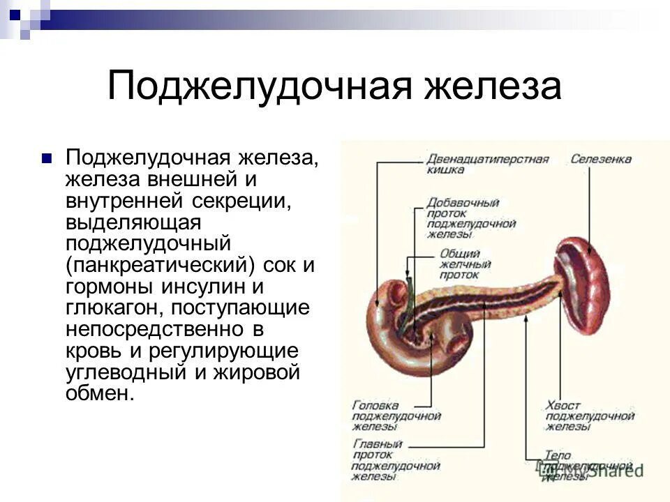 Железа выделяющая пищеварительный сок. Поджелудочная железа вырабатывает панкреатический сок. Внешняя секреторная функция поджелудочной железы. Поджелудочная железа выделяет панкреатический сок. Поджелудочной железы смешанной секреции роль в организме человека.