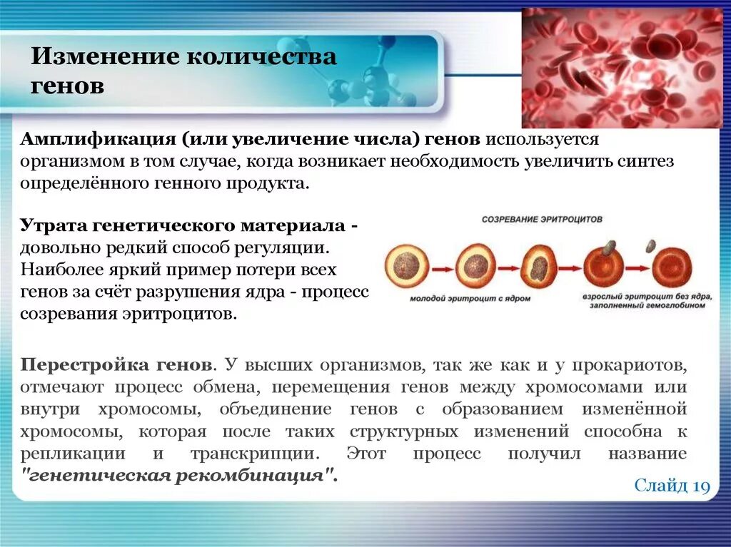 Сколько хромосом в эритроците собаки