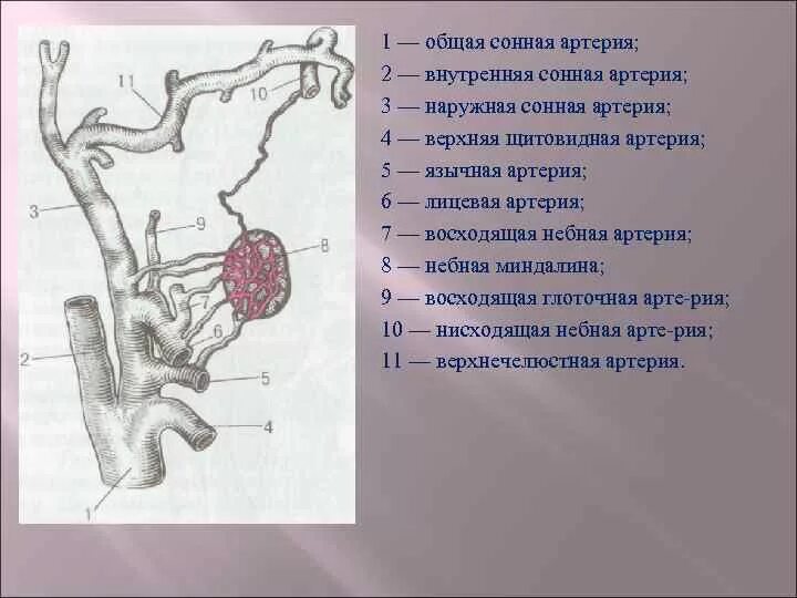 Подъязычная ветвь верхней щитовидной артерии. Кровоснабжение глоточной миндалины. Скелетотопия носовой части глотки. Иннервация небных миндалин. Строение полости глотки.