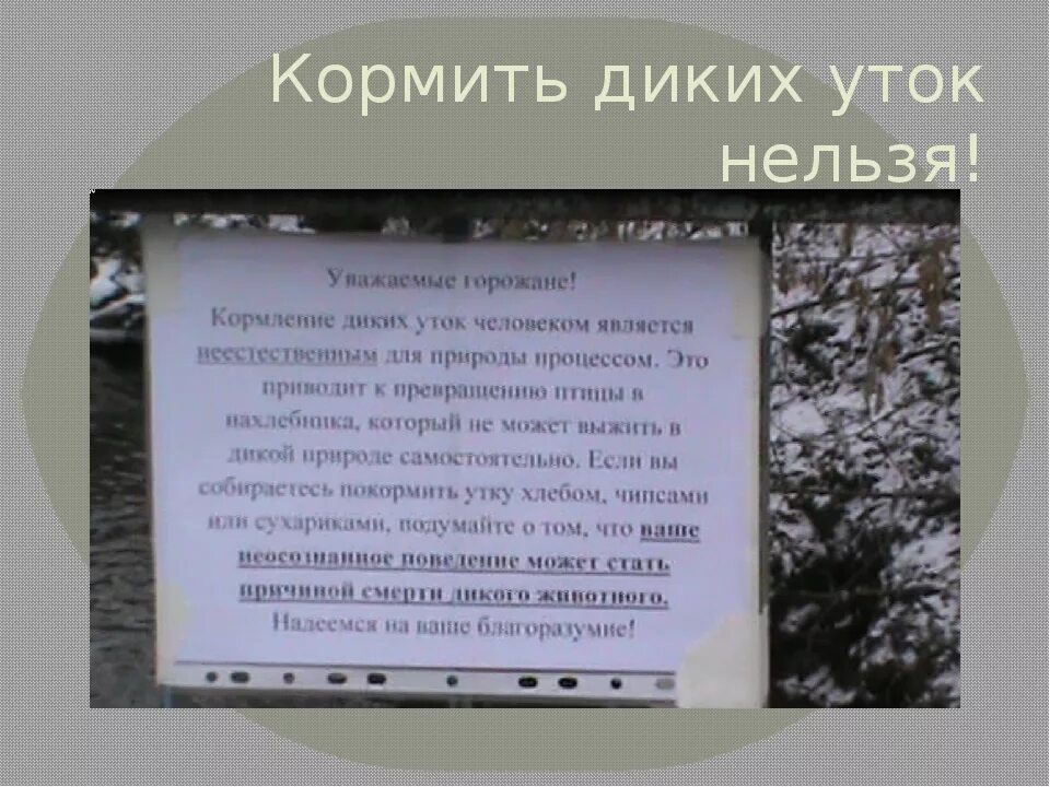 Чем кормить уток в городе. Чем нельзя кормить уток. Уток нельзя кормить хлебом. Чем нельзя кормить диких уток. Чем можно кормить диких уток.