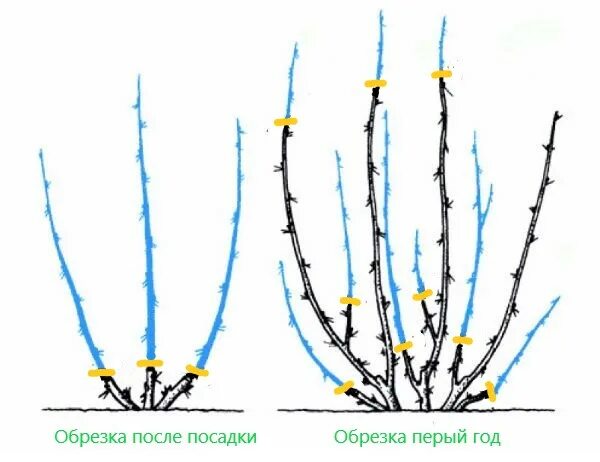 Когда обрезать крыжовник. Схема обрезки куста крыжовника. Схема обрезки крыжовника осенью. Схема обрезки кустов крыжовника. Схема обрезки смородины осенью.