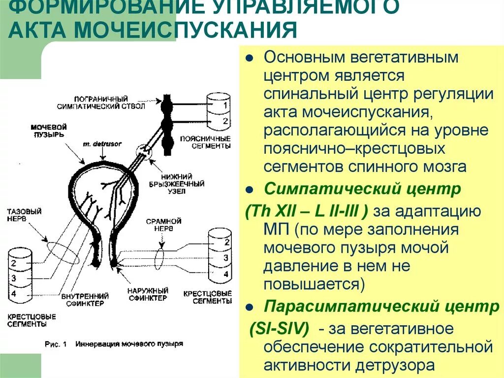 Как происходит мочеиспускание. Иннервация мочевого пузыря сегменты. Иннервация мочевого пузыря неврология. Иннервация мочевого пузыря схема. Спинальные центры регуляции мочеиспускания.