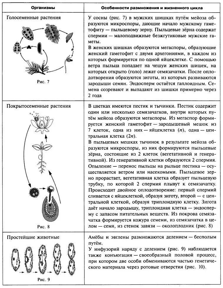 Мейоз в жизненном цикле организмов