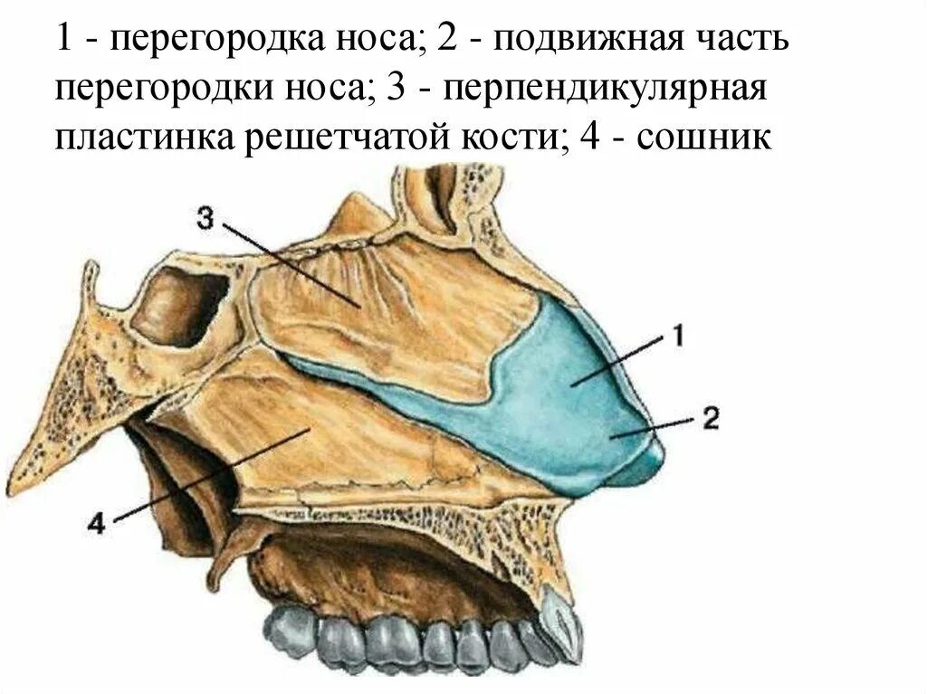 Сошник кость. Сошник кость анатомия. Решетчатая кость и сошник. Решетчатая кость пластинки. Решетчатая пластинка анатомия.