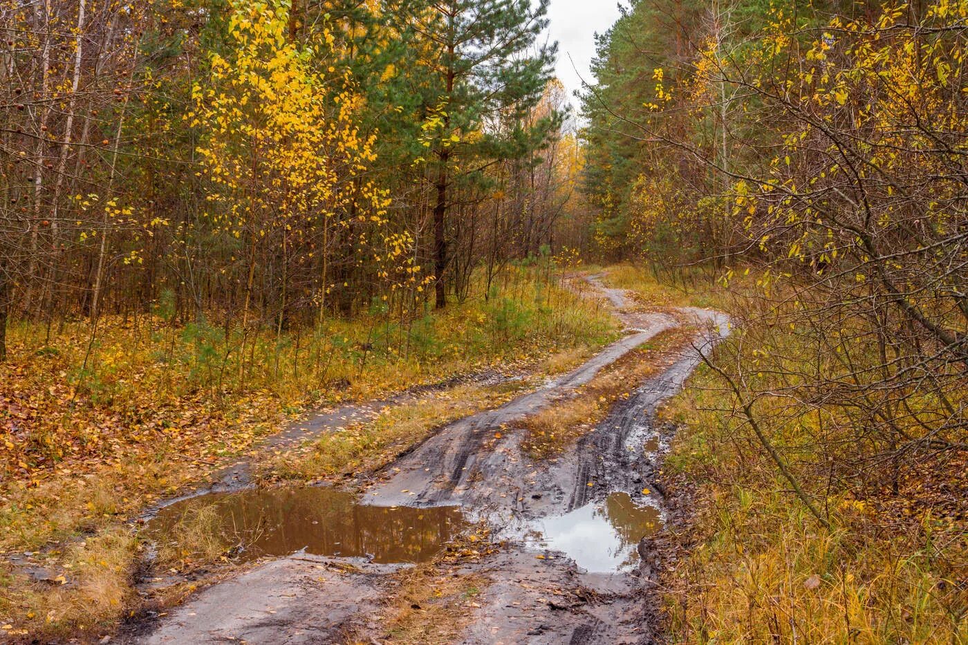 В лесу сыро идешь. Дождь в осеннем лесу. Лесная дорога. Пасмурная осень в лесу. Дорога в осень.