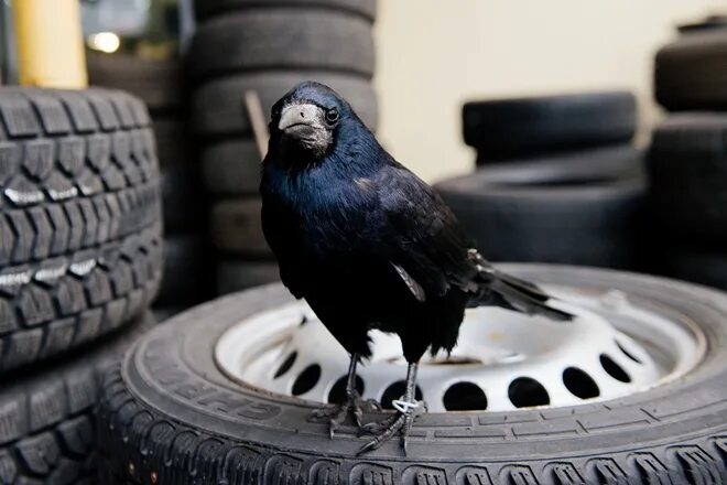 Crow машина. Авто ворона. Крыша машины ворона. Ворона в машине. Авто ворона.